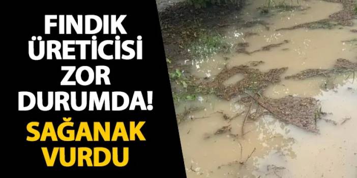 Samsun’da fındık üreticisi zor durumda! Sağanak vurdu