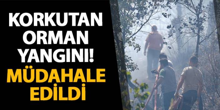 Düzce’de korkutan orman yangını! Müdahale edildi