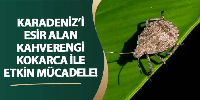 Giresun’da Karadeniz’i esir alan kahverengi kokarca ile etkin mücadele!