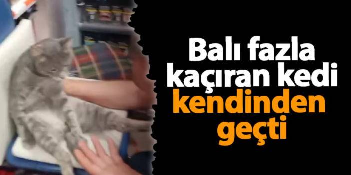 Rize'de balı fazla kaçıran kedi kendinden geçti