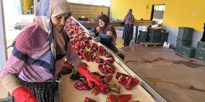 Bursa'da kadın gücüyle üretilen salçalar Hollanda'ya ihraç ediliyor!