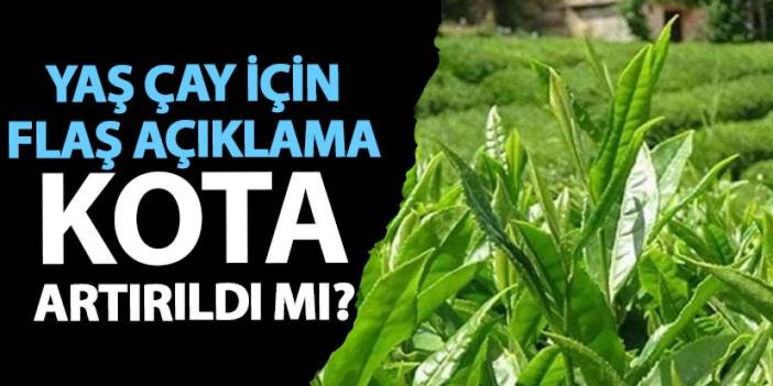 Yaş çay alım kotası ne kadar, artırıldı mı? ÇAYKUR'dan açıklama