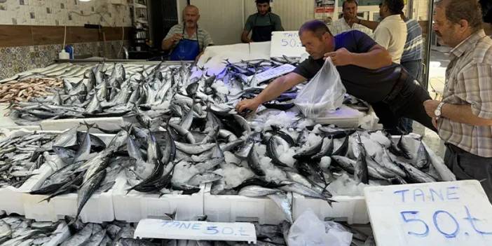 Karadeniz'de palamut bolluğu! Fiyat düştü