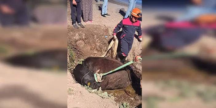 Bolu'da itfaiyeden inek kurtarma operasyonu!