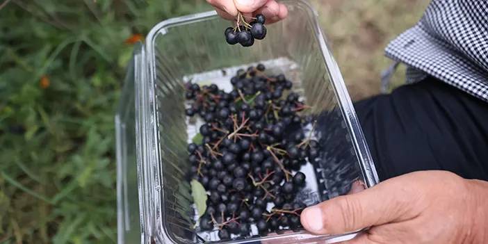 Trabzon'da popüler oldu! "Süper meyve" hasadı başladı