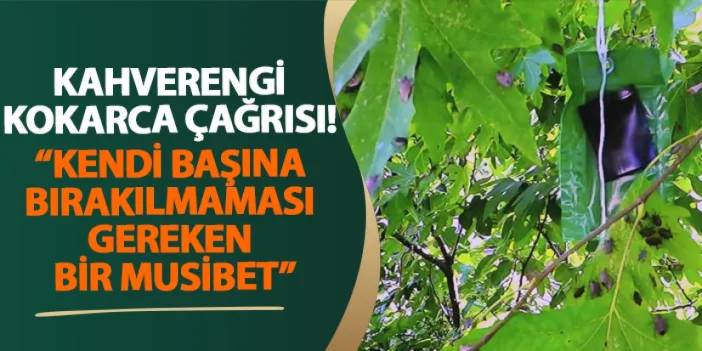 Ordu’dan kahverengi kokarca çağrısı! “Kendi başına bırakılmaması gereken bir musibet”