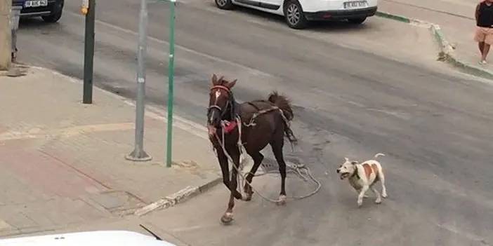 Bursa'da pitbull ata saldırdı! Kan döküldü