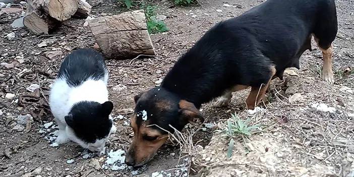 Samsun'da kedi ve köpek aynı sofrayı paylaştı!