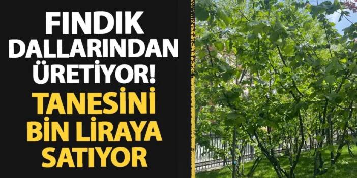 Fındık dallarından üretiyor! Tanesini 1000 liraya satıyor