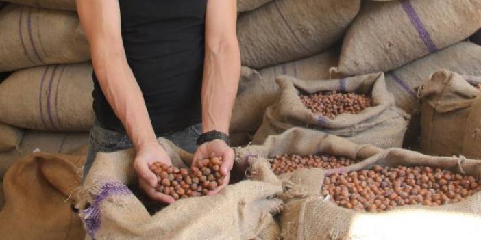 Giresun'da fındık fiyatı haftaya düşüşle başladı