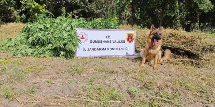 Gümüşhane’de zehir baskını! 1 kişi gözaltında