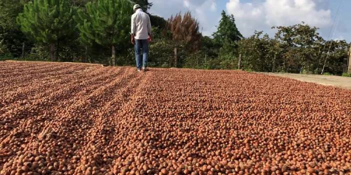 Üreticinin fındık kurutma derdine çözüm önerisi geldi! "Bu sistem yaygınlaştırılmalı"