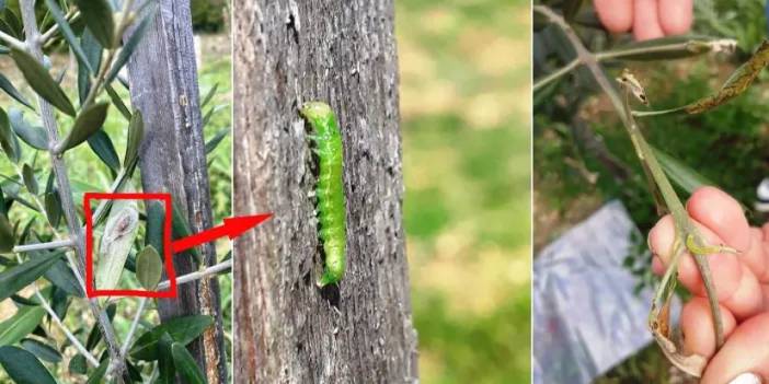 Samsun’da zeytin üreticilerine tırtıl uyarısı!