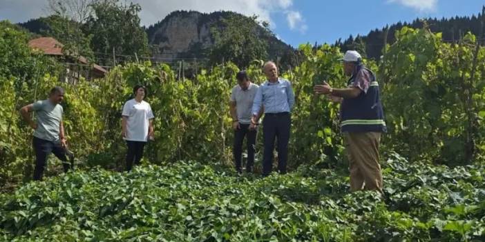 Giresun’da tatlı patates üretimi başarılı oldu