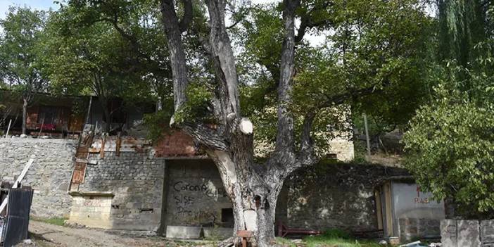 Gümüşhane'deki "anıt ağaç" yılların üzerinde bıraktığı izlere rağmen 580 yıldır ayakta!