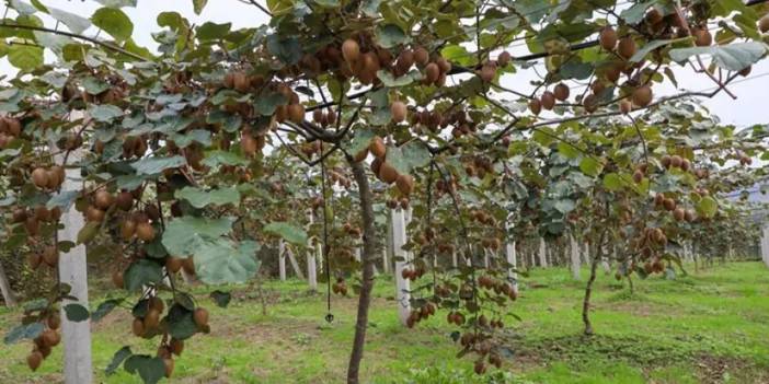 Ordu kivisinde rekolte düştü! Fiyatı yükseldi