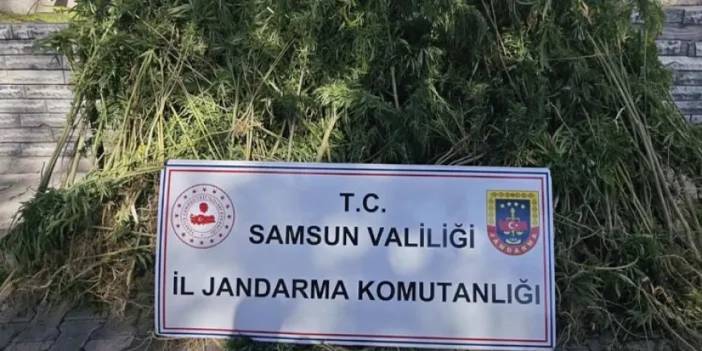 Samsun’da zehir yakalandı! 728 kök kenevir ele geçti