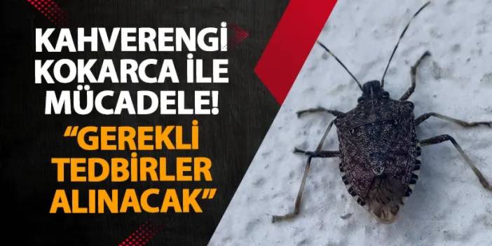 Ordu’da kahverengi kokarca ile mücadele sürüyor! “Gerekli tedbirler alınacak”