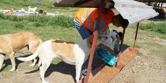 Samsun'da sokak hayvanlarına mama ve bakım desteği