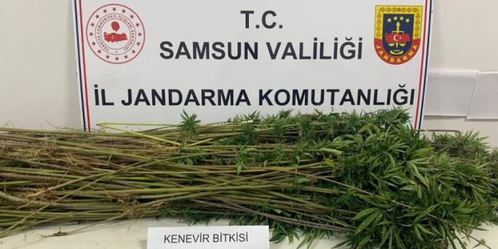 Samsun’da 285 kök kenevir ele geçirildi: 3 kişi gözaltında