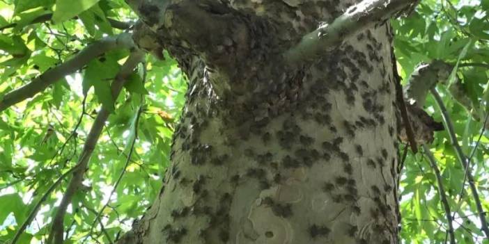 Ordu’da kahverengi kokarcayla kışlak mücadelesi