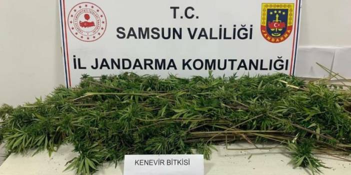 Samsun'da 304 kök kenevir ele geçirildi! 2 kişi gözaltında