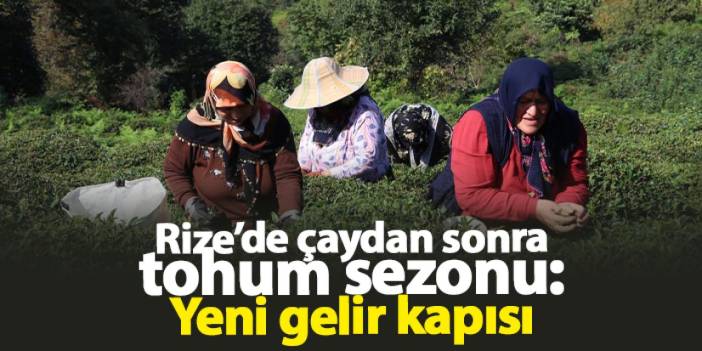 Rize’de çaydan sonra tohum sezonu: Yeni gelir kapısı!