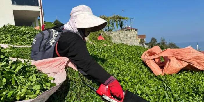 Doğu Karadeniz’de üreticinin yüzü güldü! Çayda 4. sürgün başladı