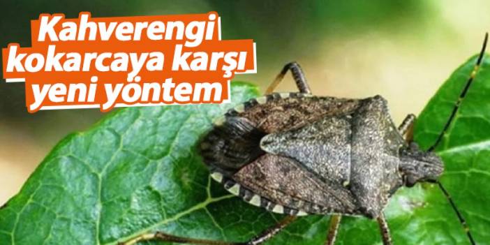 Rize'de, kahverengi kokarcaya karşı yeni yöntem