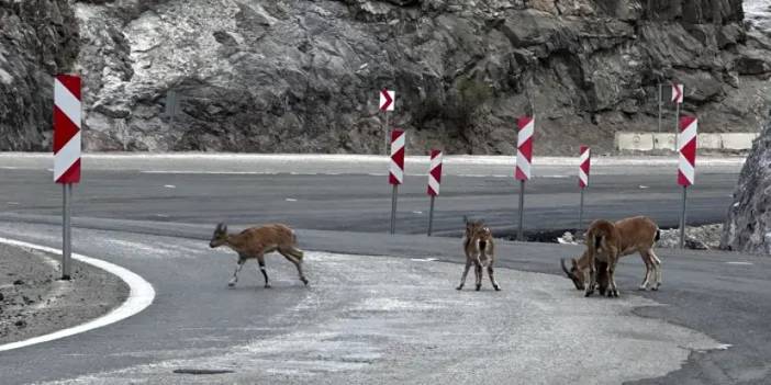 Giresun’da yaban keçileri yola indi