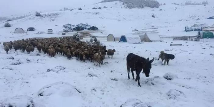 Doğu Karadeniz’de yayladan köye göç başladı!