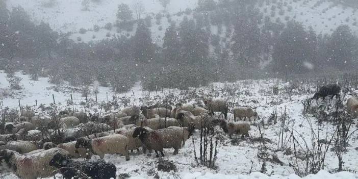 Ordu'da yüksekler beyaza büründü: Karla mücadele başladı