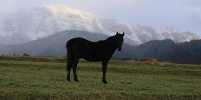 Artvin’de sonbahar görüntüleri büyüledi