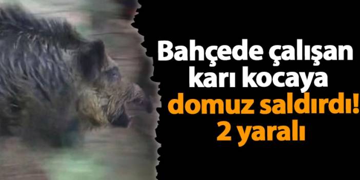 Ordu'da bahçede çalışan karı kocaya  domuz saldırdı! 2 yaralı