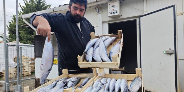 Samsun'da 75 liraya satılan palamut kapış kapış gitti