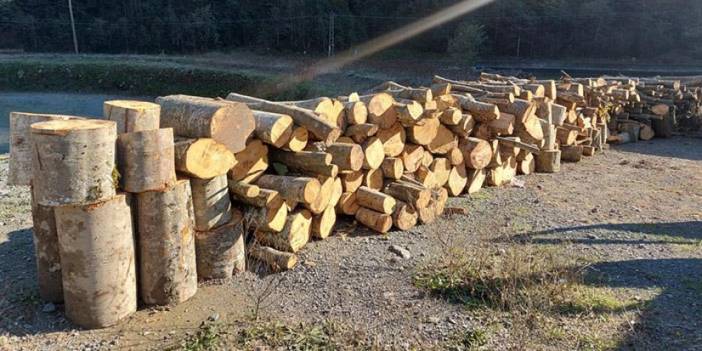 Artvin'de mesire alanı protestolarında kaçak ağaç kesimi krizi: Kooperatif başkanı gözaltında