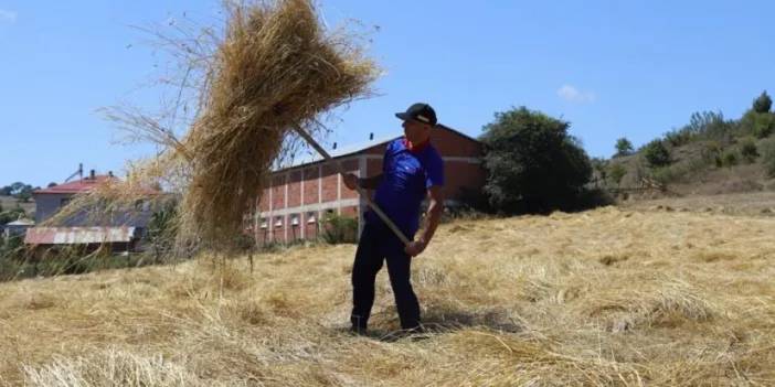 Ordu’da siyez buğdayı alımları başladı