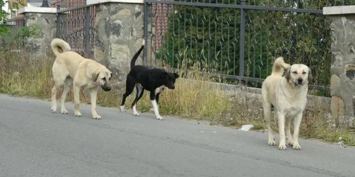 Ordu’da sokak köpekleri dehşet saçtı! Bir kişi bacağından yaralandı