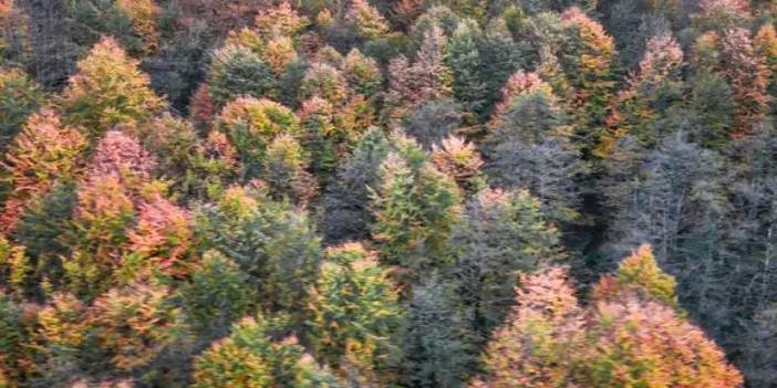 Artvin’de Cankurtaran ormanları renkleriyle büyülüyor