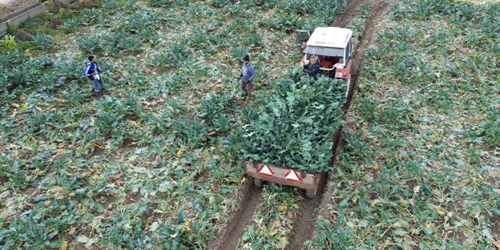 Samsun’da brokoli hasadı başladı: 13 bin ton rekolte bekleniyor