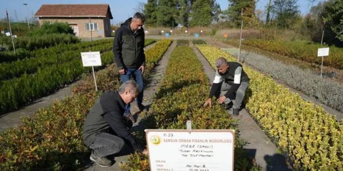 Samsun’da dünyanın en pahalı mantarları üretiliyor