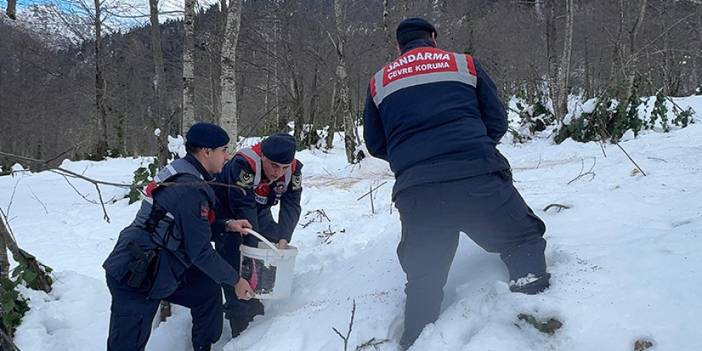 Giresun'da yaban hayvanları için harekete geçildi