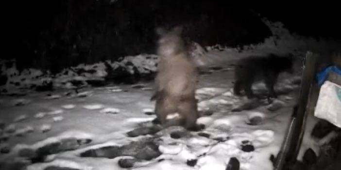 Rize’de ayı baskını! Arı kovanlarına ulaşmaya çalıştılar, o anlar kamerada