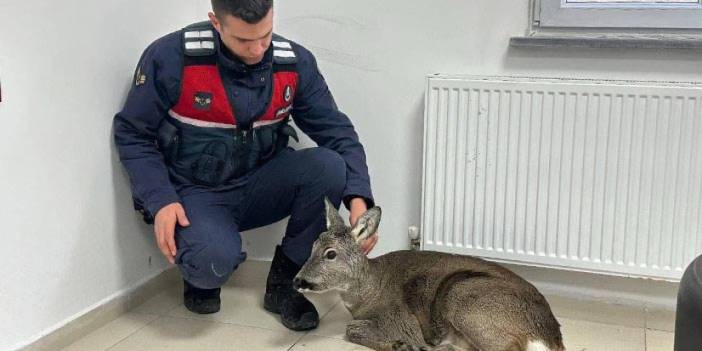 Giresun’da dere yatağında mahsur kalan yaralı karaca kurtarıldı!