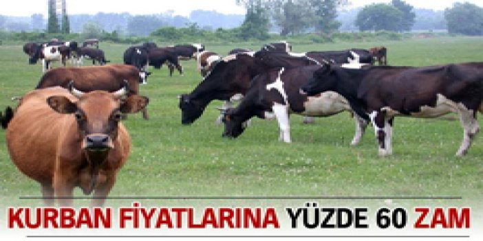 Kurban fiyatlarına yüzde 60 zam