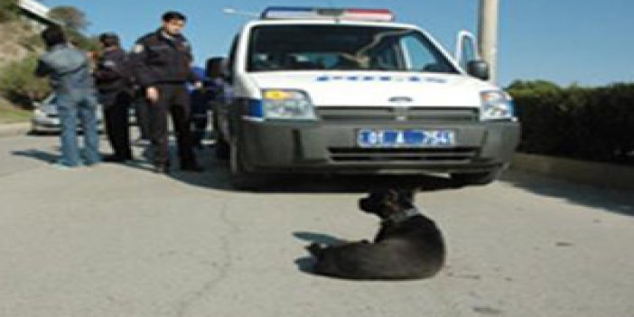 Yaralı köpeğe polis şefkati