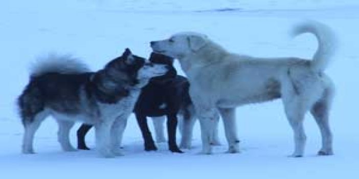 Uzungölü köpekler istila etti