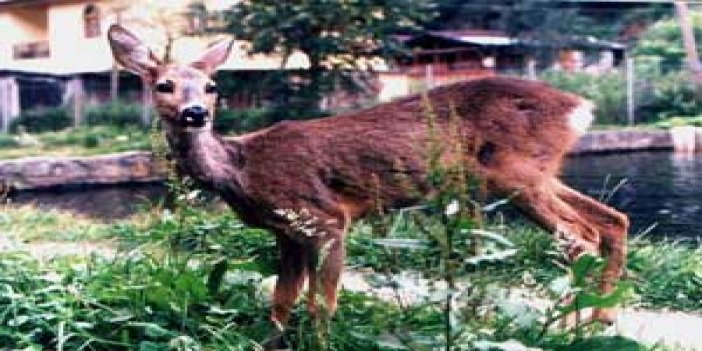 Uzungöl'ün yaşam haritası