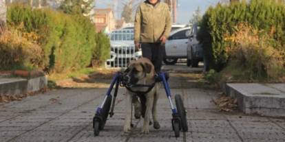 Ordu’da yürekleri ısıtan hareket! Sakat kalan köpeği hayata bağladı