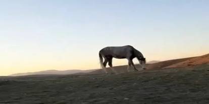 Bayburt’ta cirit sporcusunun atıyla hayran bırakan dostluğu